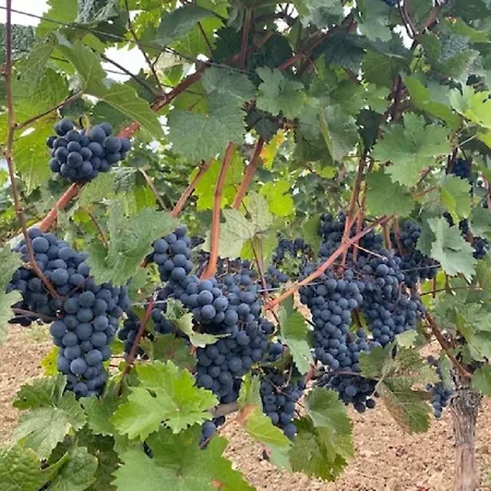 Altes Rathaus Appartamento *